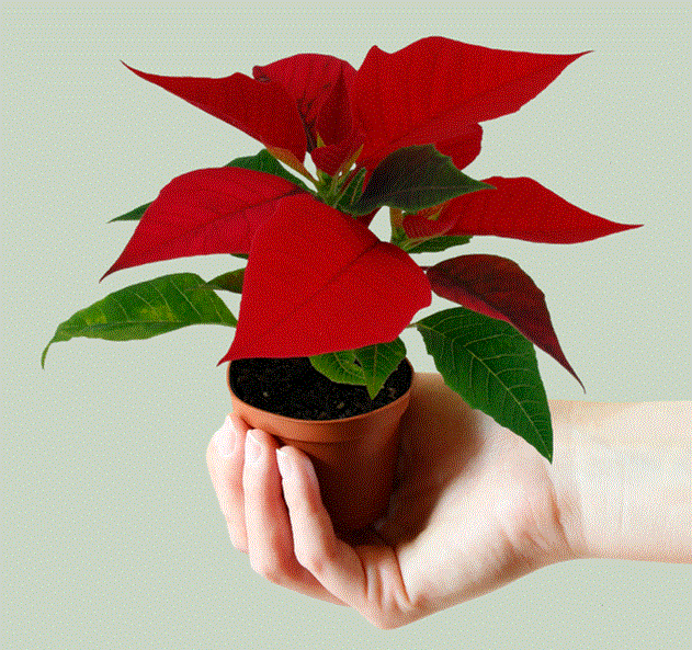 Christmas plant