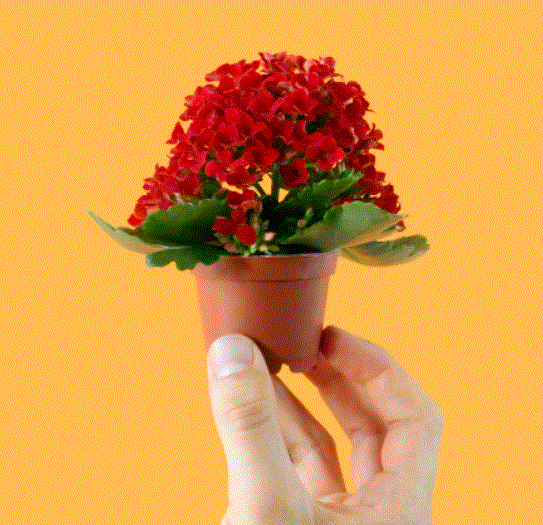 Kalanchoe