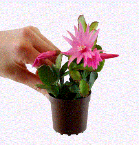 Spring Cactus